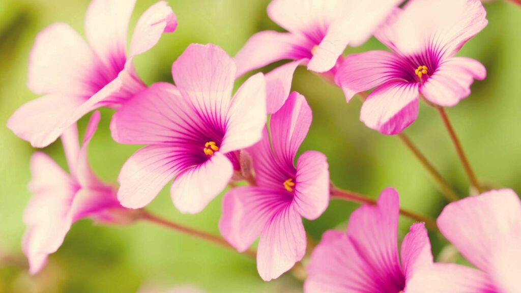 Delicate Pink Flowers Wallpaper with Striped Petals on Green Background