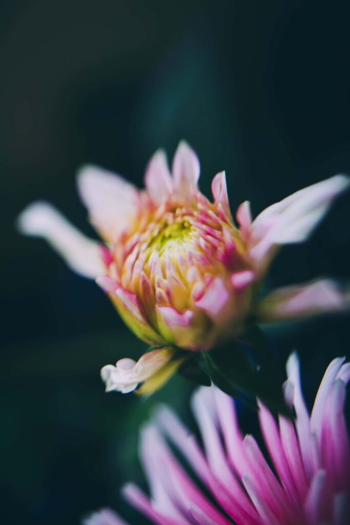 Soft Pink Flower Close-Up on Dark Background - Dreamy Wallpaper