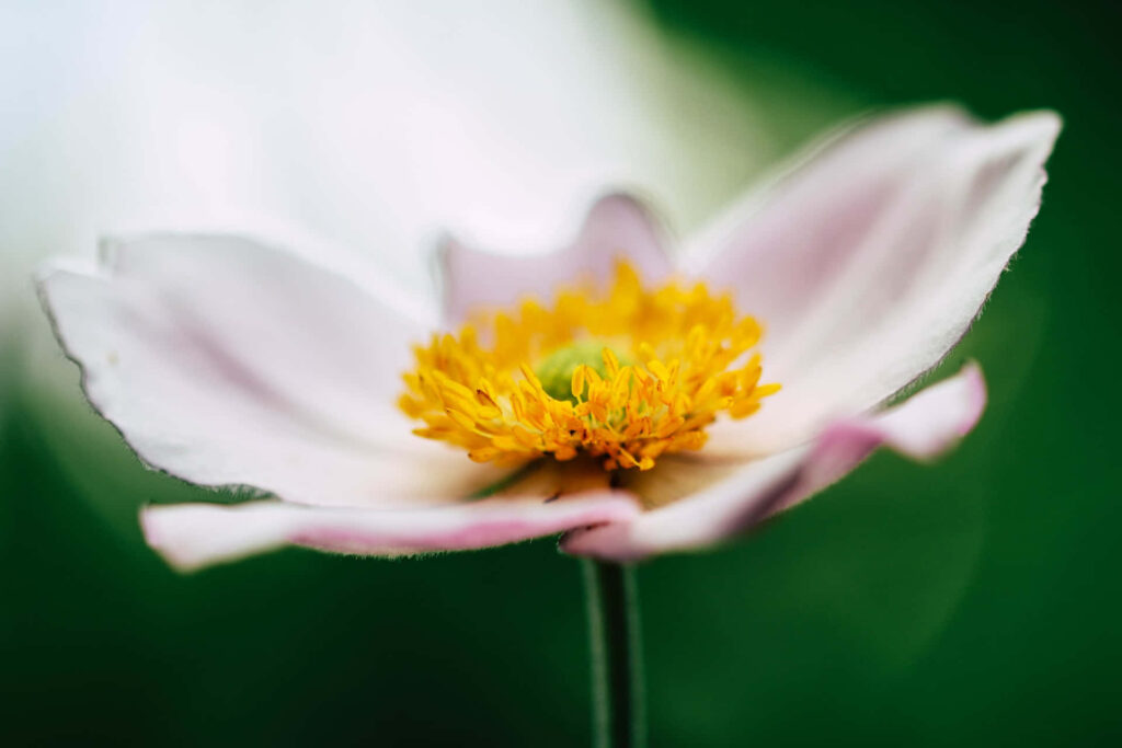 Delicate Pink Flower Close-Up on Soft Green Background Wallpaper