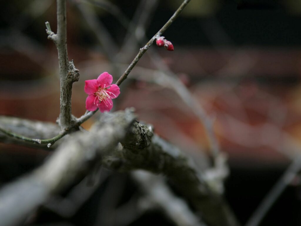Close-Up Pink Flowers Wallpaper with Soft Blurred Background
