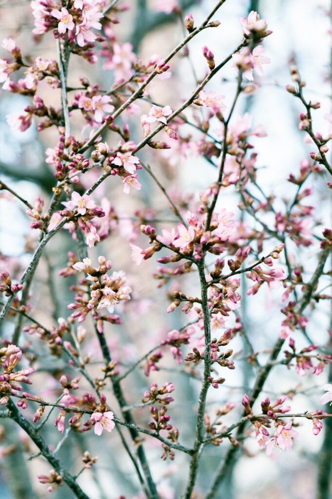 Delicate Pink Flower Wallpaper: Vibrant Spring Aesthetic Background