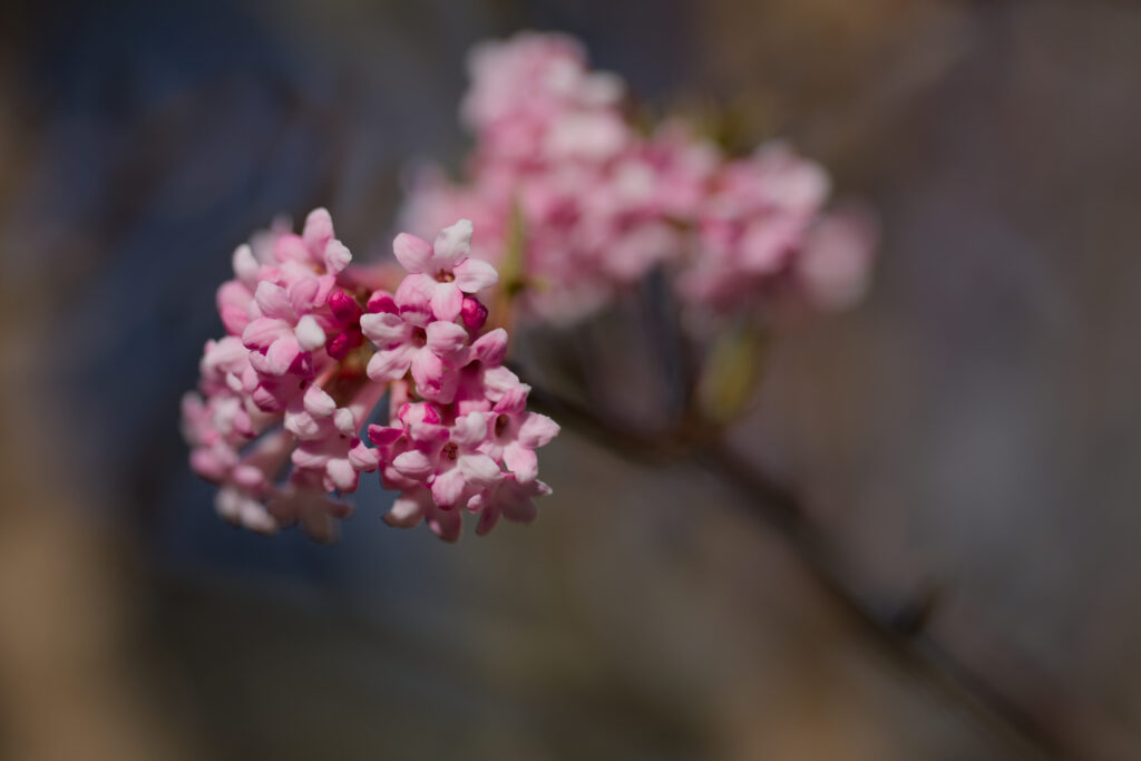 Close-Up Pink Flowers Wallpaper - Serene Spring Background