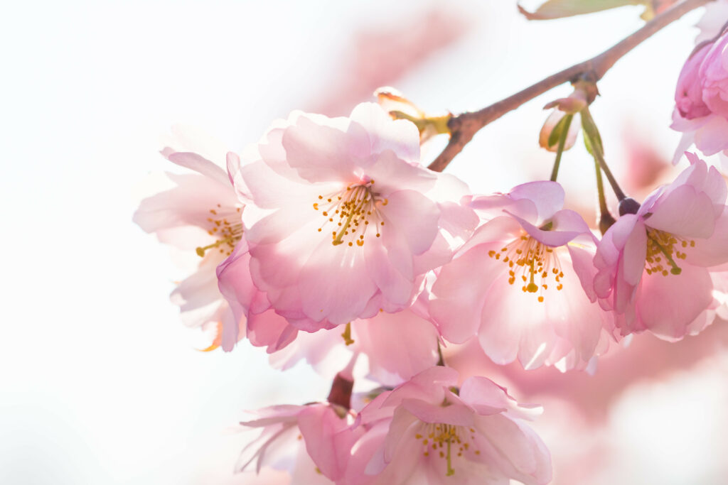 Close-Up of Delicate Pink Flowers in Bloom – Spring Background Wallpaper