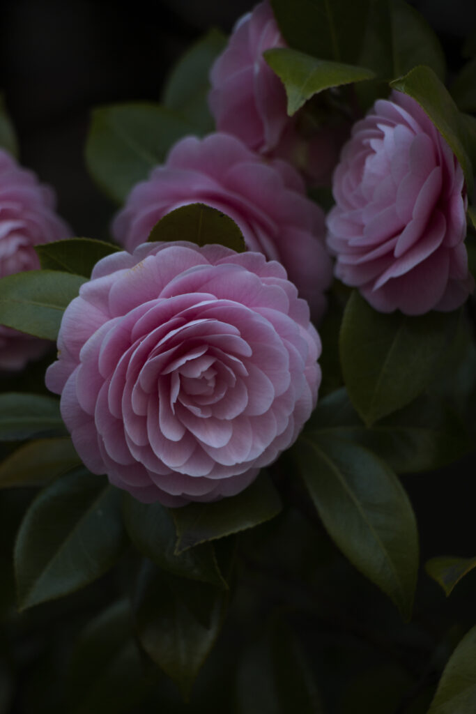 Delicate Pink Flowers in Bloom Amidst Lush Green Leaves Background Wallpaper
