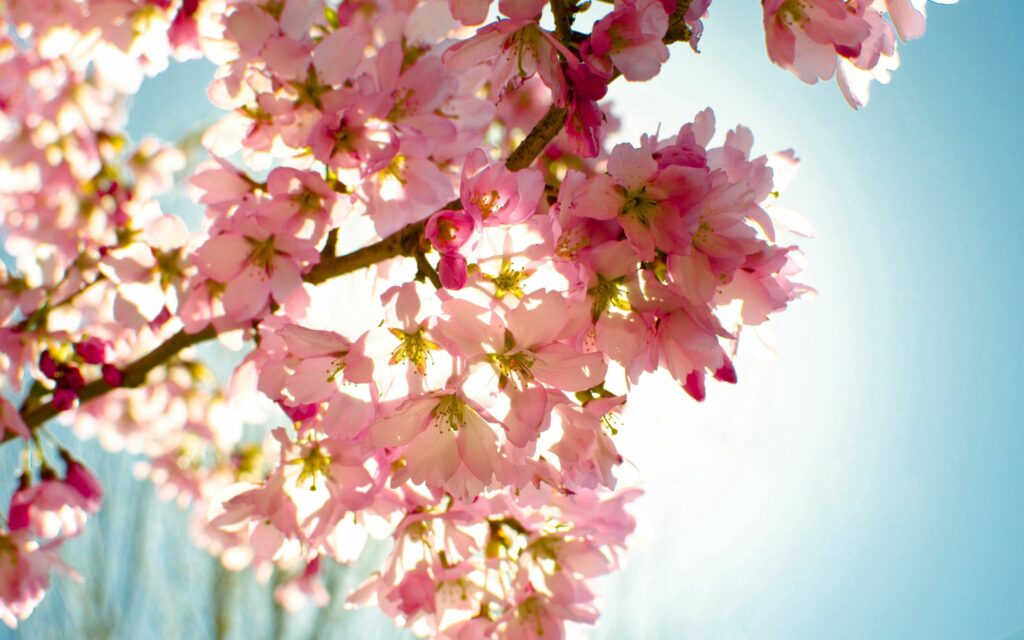 Delicate pink flowers in full bloom with sunlight and clear blue sky spring wallpaper background