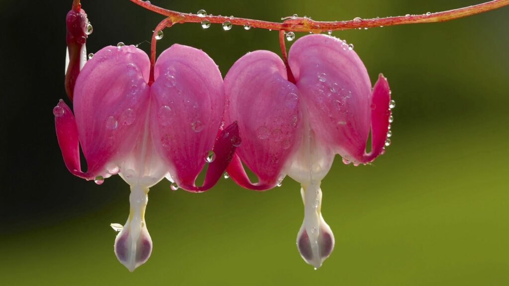 Delicate Pink Flower Close-Up with Water Droplets | Wallpaper Background