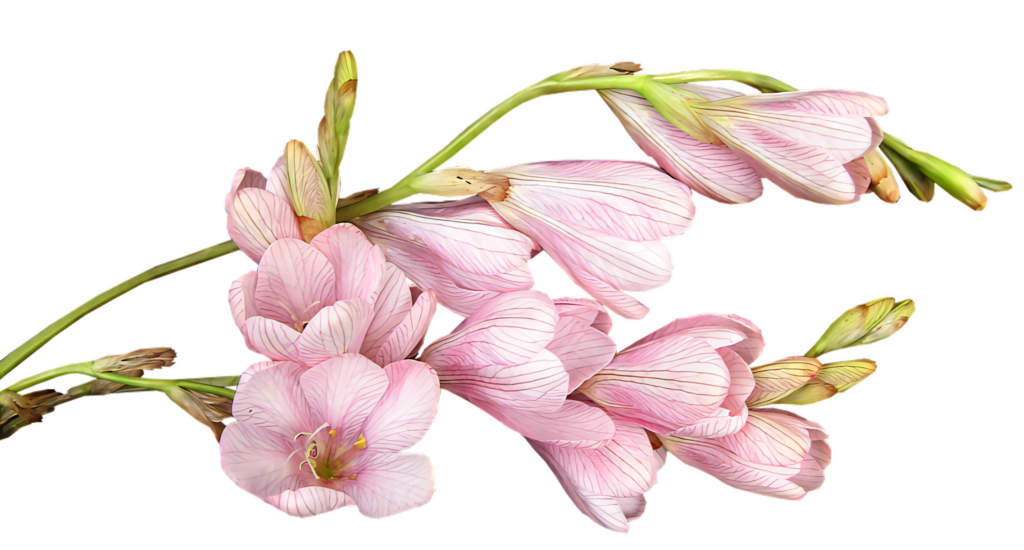 Delicate Pink Freesia Flowers on Transparent Background Wallpaper