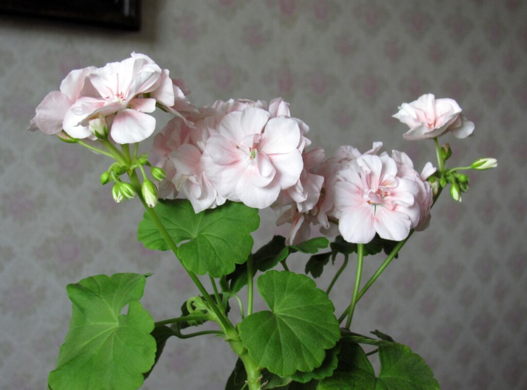 Delicate Pink Geraniums on Light Background - Nature's Serenity Wallpaper