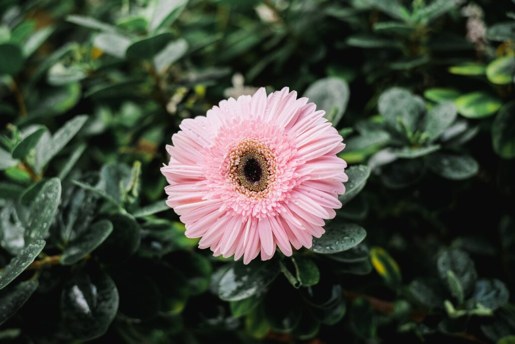 Close-Up of Pink Gerbera Daisy with Dewdrops on Green Background Wallpaper