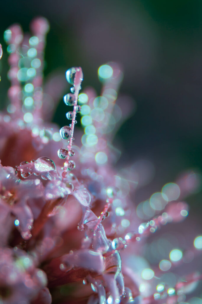 Delicate Dewy Flowers: Soft Pink & Green Macro Wallpaper Background