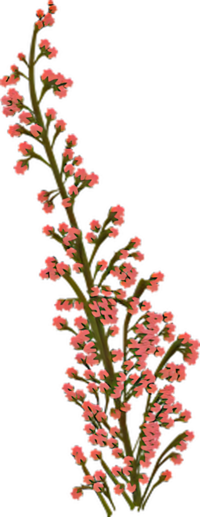 Delicate Pink Heather Sprig Wallpaper on Solid Black Background