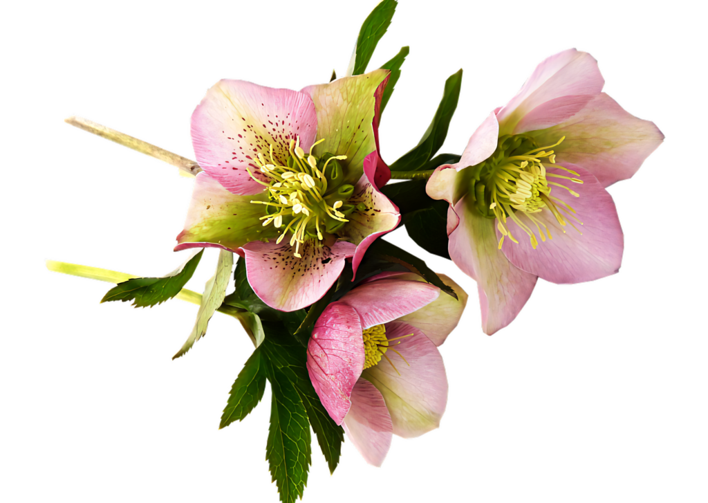 Delicate Pink Hellebore Blooms Wallpaper on Transparent Background