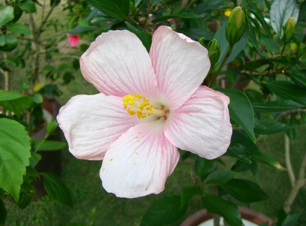 Serene Pink Hibiscus Wallpaper: Lush Green Leaves & Blooming Beauty