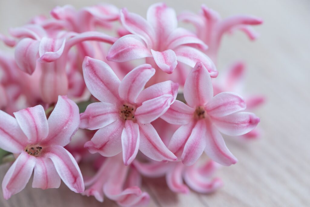 Elegant Pink Hyacinth Flowers - Close-Up Wallpaper Background
