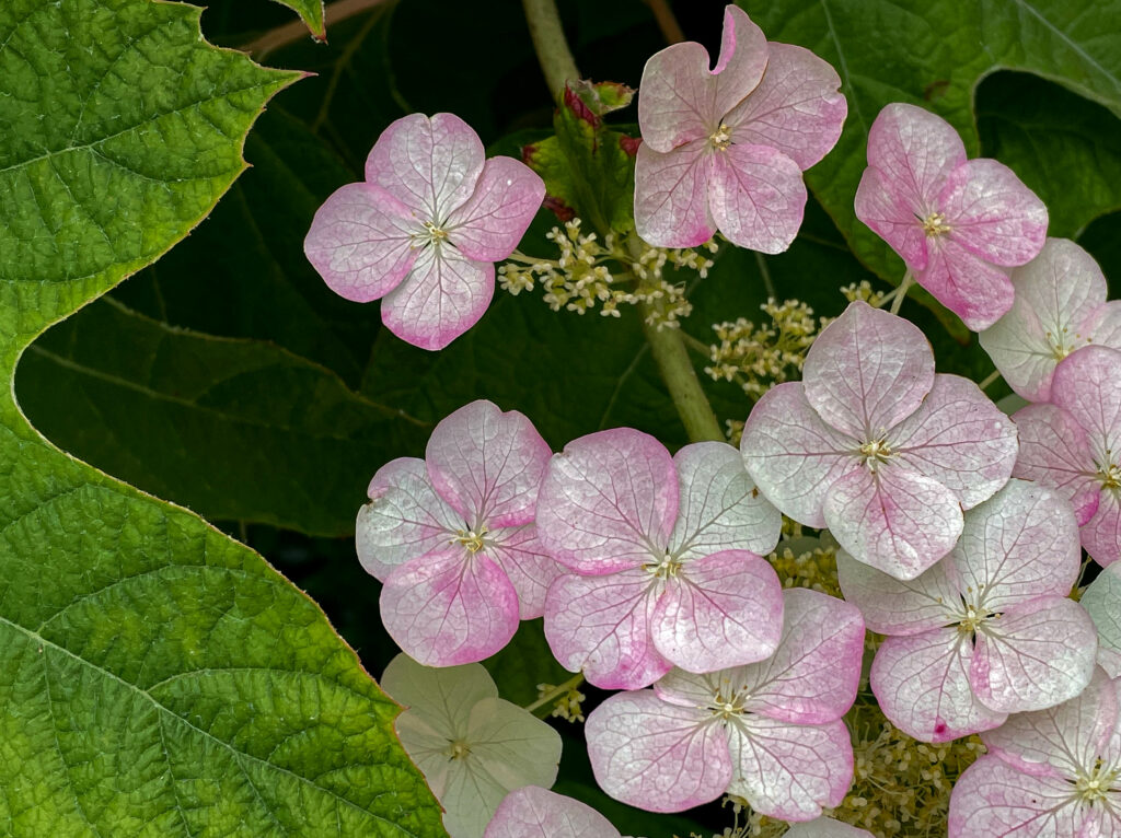 Delicate Pink Hydrangeas on Lush Green Background – Soothing Wallpaper