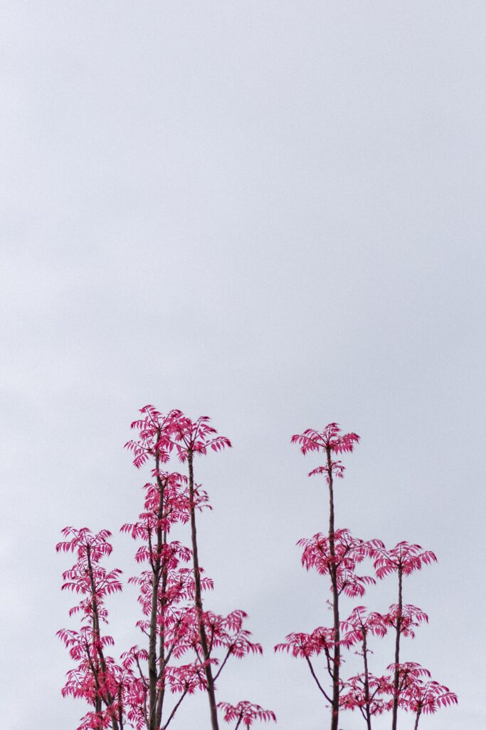 Delicate branches with vibrant pink leaves against soft overcast sky serene nature wallpaper