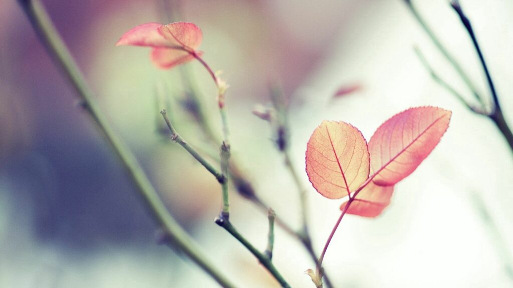 Soft-Focus Pink Leaves Wallpaper for a Serene Background