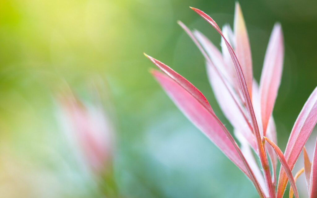 Delicate Pink Leaves Wallpaper with Soft Focus and Greenery Background