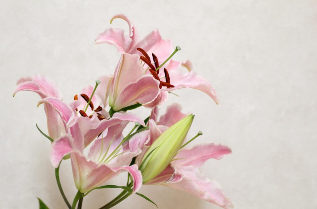 Close-Up Pink Lilies Wallpaper: Soft Neutral Background Design