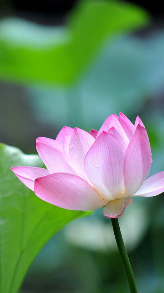 Elegant Pink Lotus Flower Wallpaper on Soft Green Background