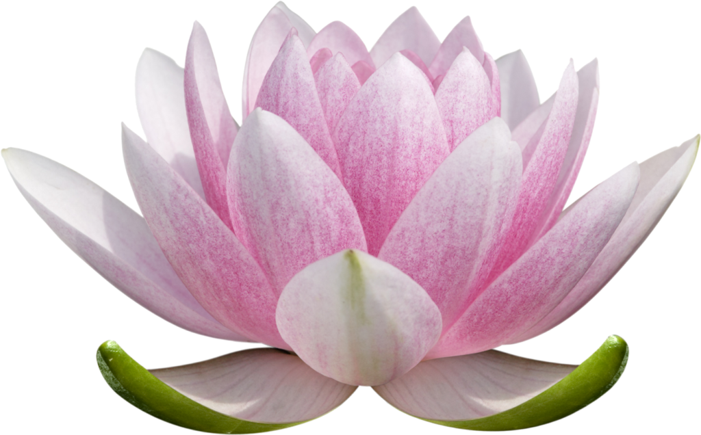 Delicate Pink Lotus Flower on Transparent Background - Serene Beauty Wallpaper