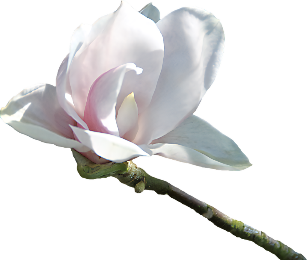 Delicate Pink Magnolia Bloom on Branch with Transparent Background Wallpaper