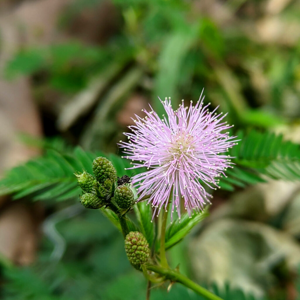 Delicate Pink Mimosa Flower Wallpaper with Lush Green Background