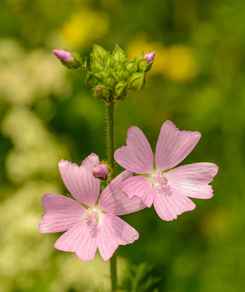 Delicate Pink Musk Mallow Flowers on Soft Green Blurred Background Wallpaper