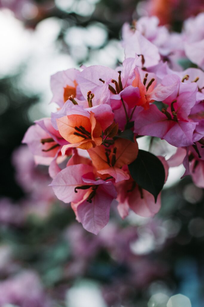Serene Macro Wallpaper: Delicate Pink & Orange Flowers in Bloom
