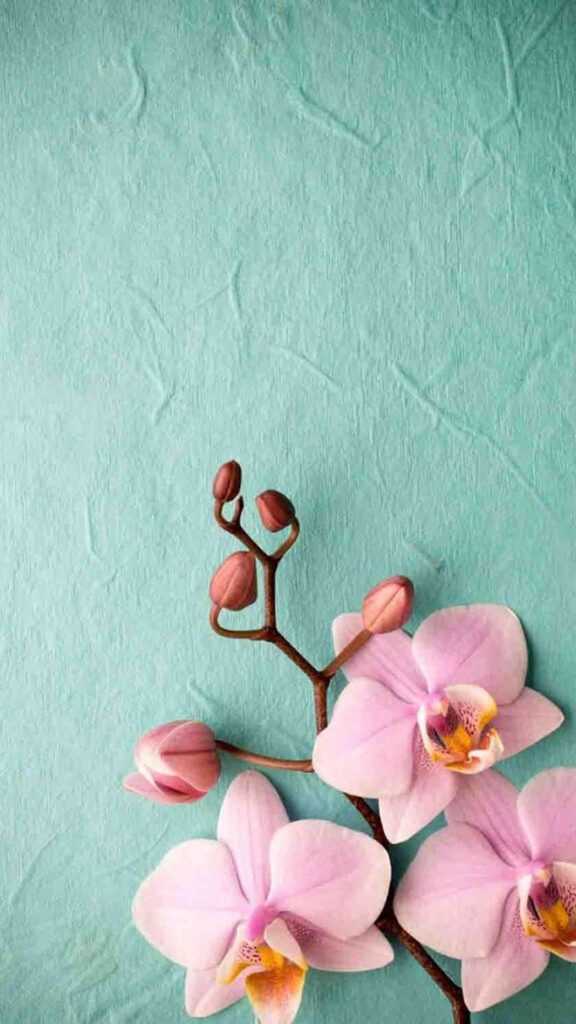 Delicate Pink Orchid Wallpaper on Soft Turquoise Background