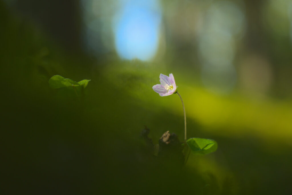 Serene Pink Oxalis Flower Wallpaper with Dreamy Green Background