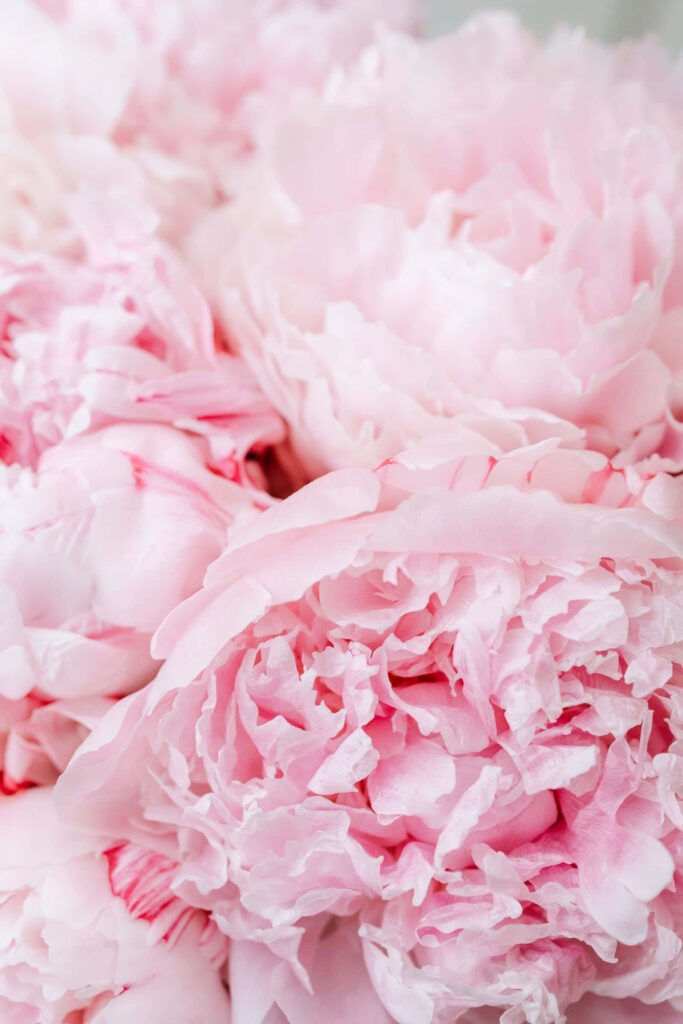 Delicate Pink Peonies Wallpaper: Serene Floral Background Design