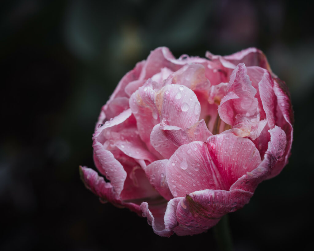 Close-Up Pink Peony Wallpaper: Intricate Petals & Water Droplets