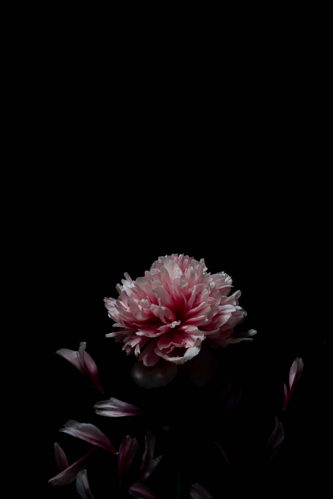 Delicate Pink Peony Wallpaper on Bold Black Background