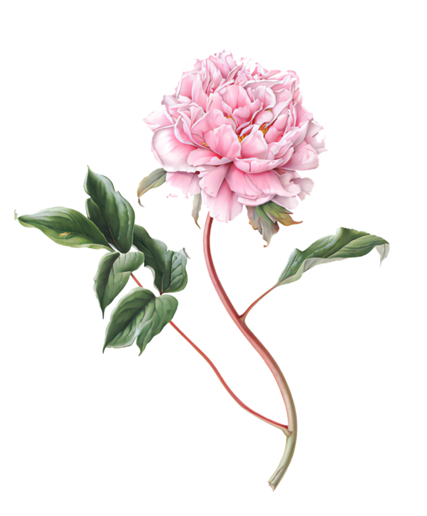 Delicate Pink Peony Wallpaper with Transparent Background