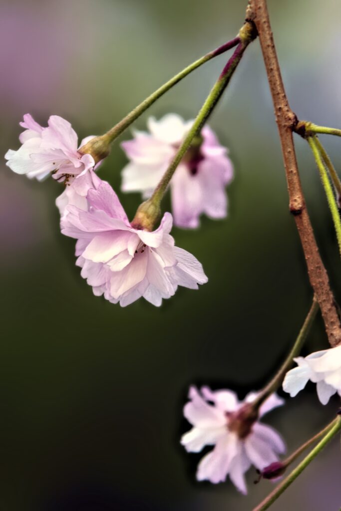 Delicate Pink Plum Blossoms Wallpaper: Soft Spring Background