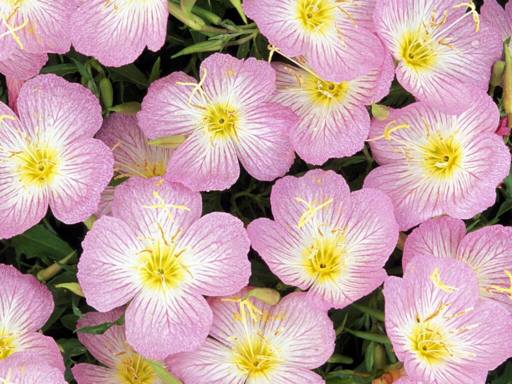 Delicate Pink Primrose Wallpaper: Fresh Blossom Elegance