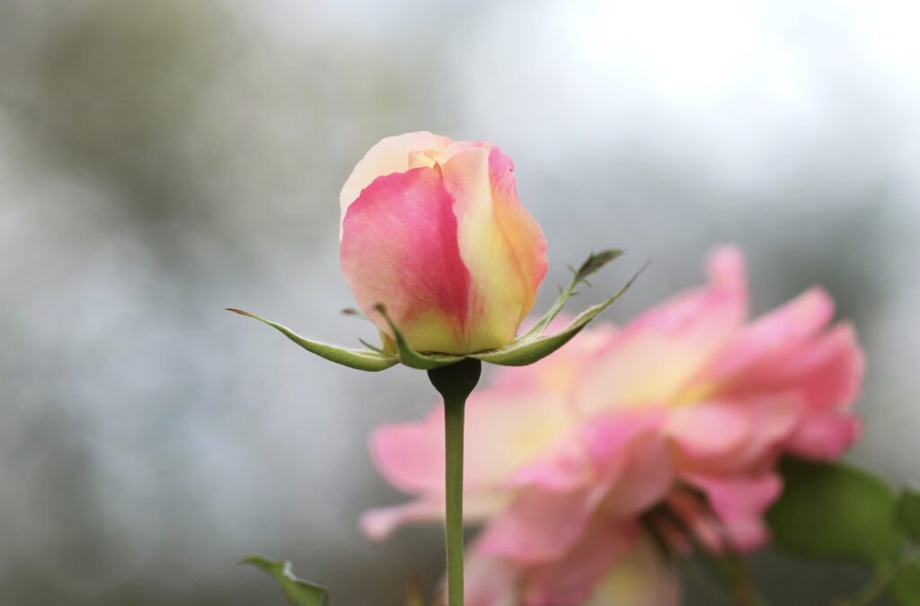 Delicate Pink Rose Bud Macro Wallpaper with Soft Color Gradients