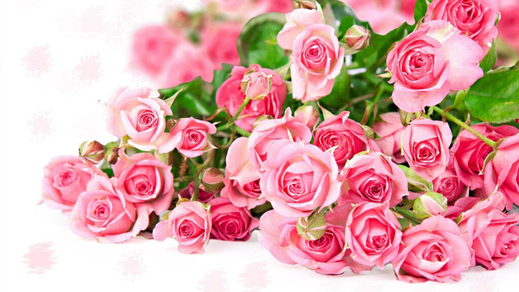 Delicate Pink Rose Buds Wallpaper - Serene Romantic Background