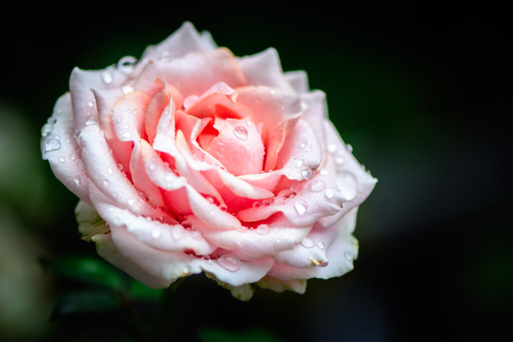 Fresh Pink Rose Close-Up: Serene Wallpaper with Water Droplets