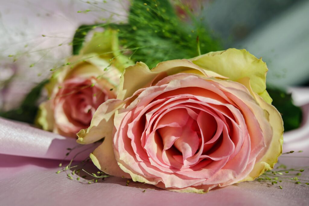 Close-Up of Delicate Pink Rose with Lush Petals & Soft Background Wallpaper
