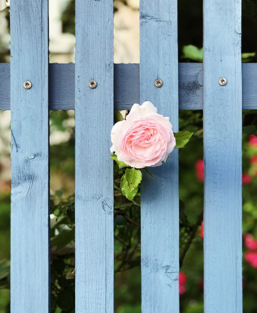 Delicate Pink Rose Blooming Through Light Blue Wooden Fence Wallpaper
