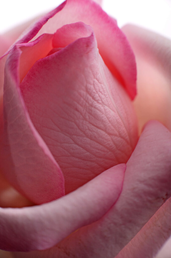 Delicate Pink Rose Petal Close-Up: Intricate Textures Wallpaper