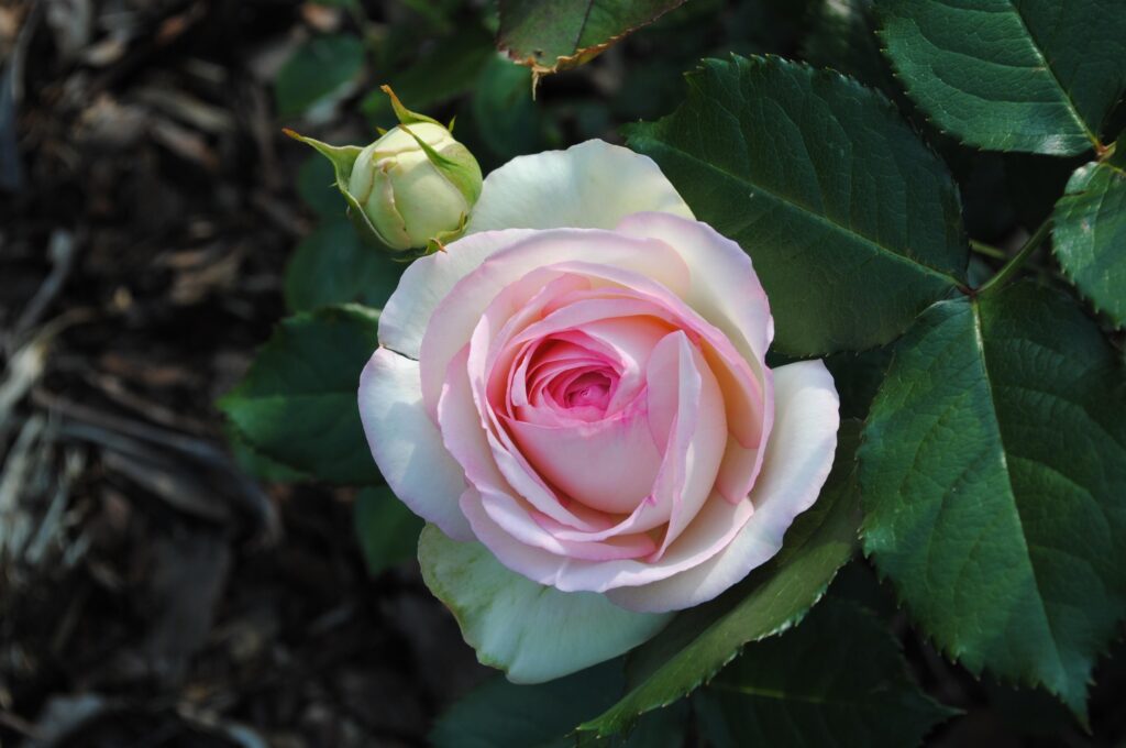 Elegant Pink Rose Wallpaper with Green Leaves - Natural Garden Background