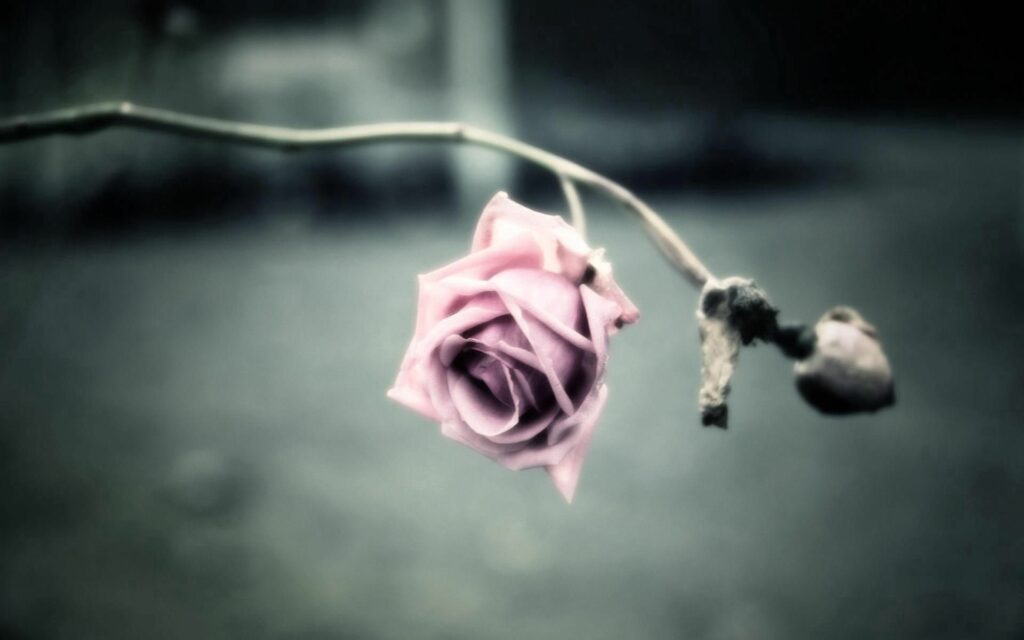 Delicate Pink Rose Wallpaper - Softly Blurred Background Design