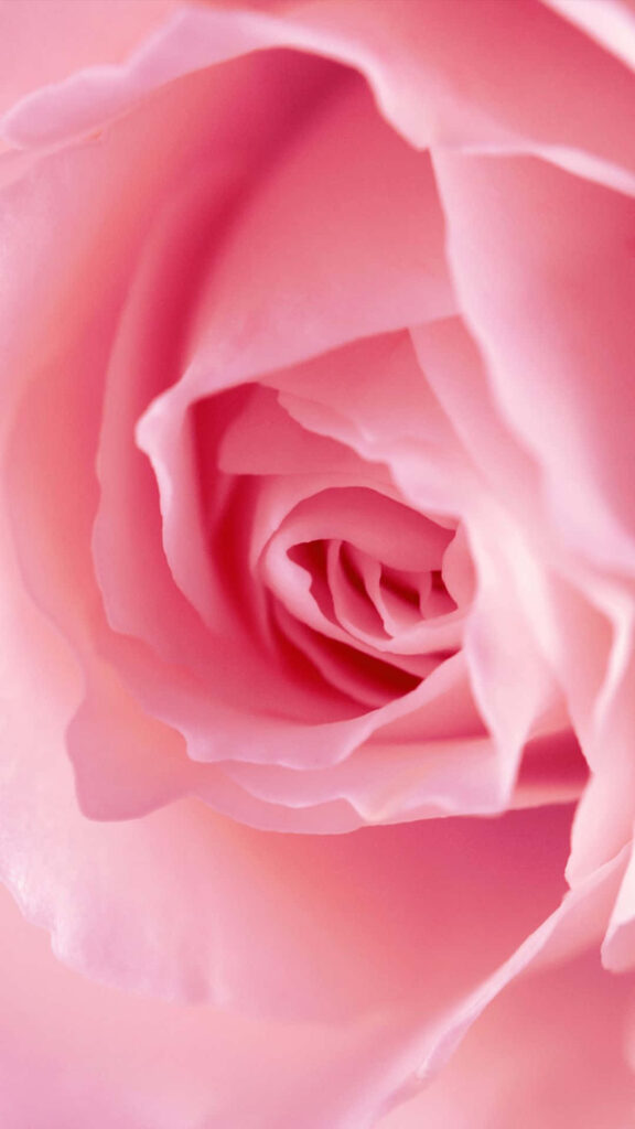 Delicate Pink Rose Wallpaper: Elegant Background with Soft Gradients