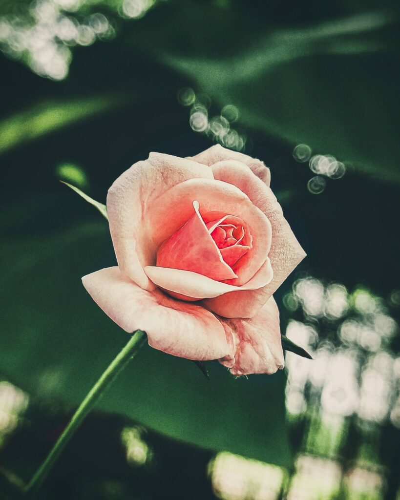 Delicate Pink Rose Wallpaper: Natural Elegance in Bloom