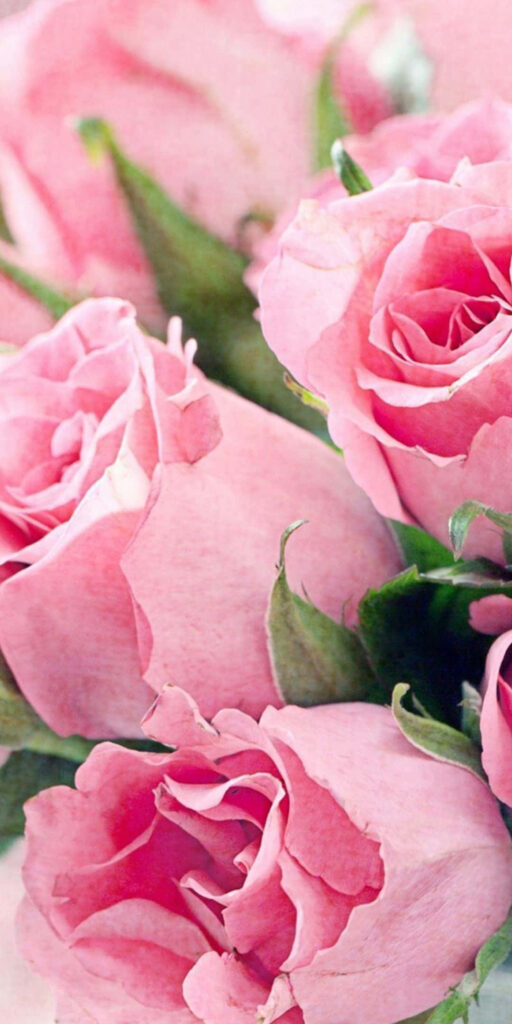 Soft Pink Rose Wallpaper: Elegant Floral Background with Green Leaves