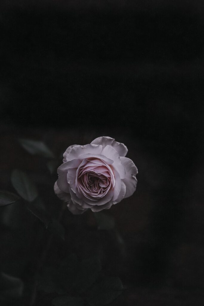 Delicate Pink Rose Wallpaper with Soft Blurred Garden Background