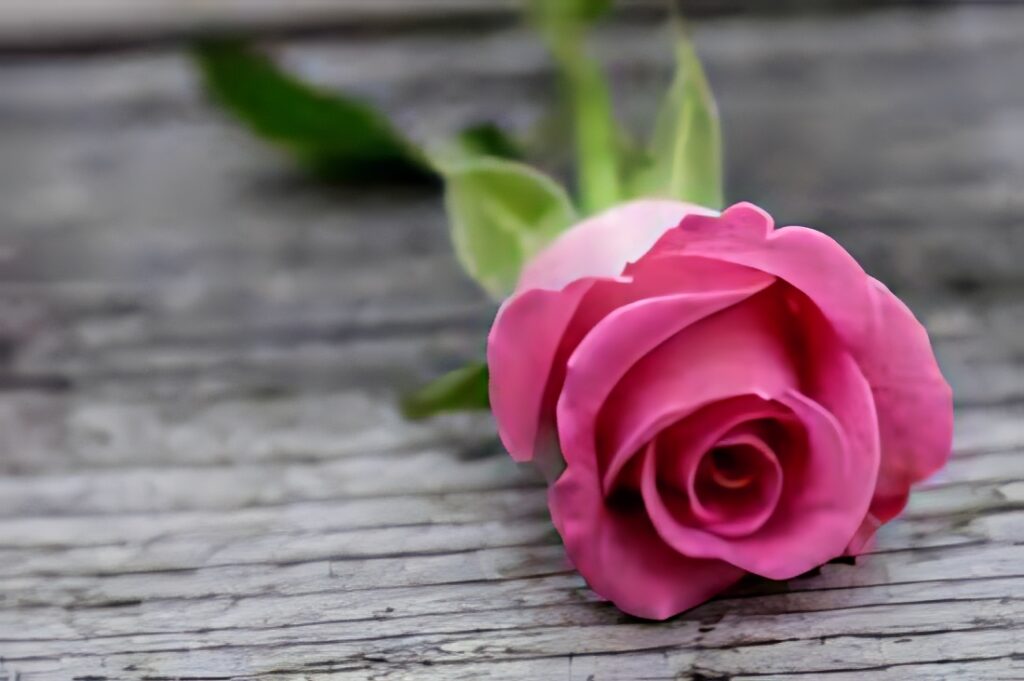 Elegant Pink Rose on Rustic Wood - Textured Wallpaper Design